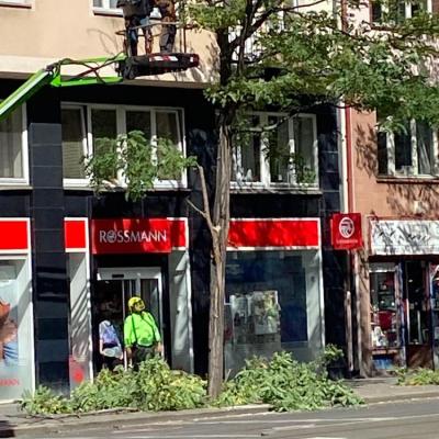 Stížnost obyvatelky Prahy 3 na neodborný a nadbytečný ořez vzrostlých stromů na Vinohradské třídě (lokalita Flora) a předložení fotodokumentace